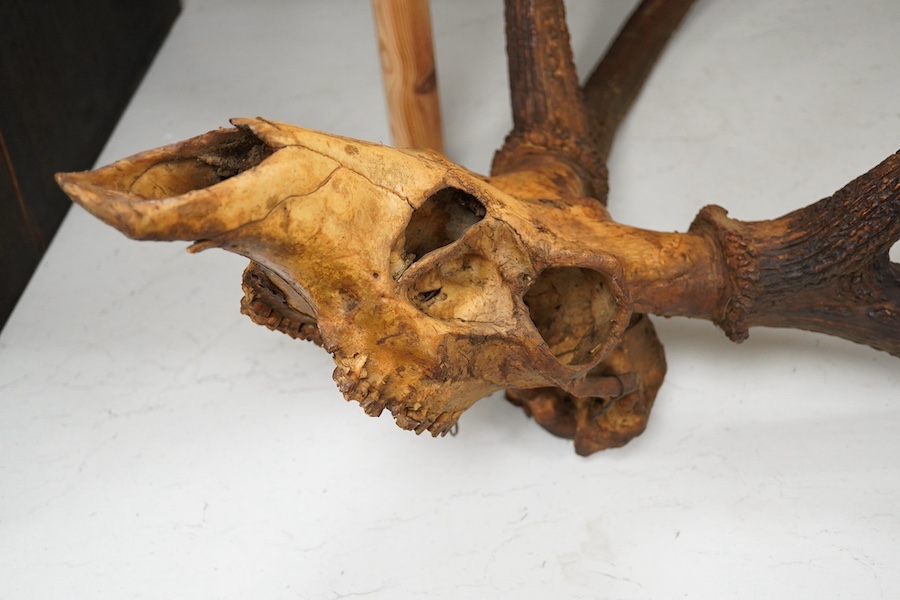 Two sets of deer antlers, one including the skull, the other with part of the skull, largest approximately 96cm high. Condition - fair, some staining to the skulls.